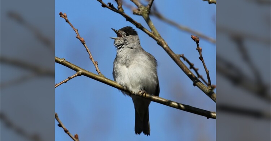 Birdsong Workshop & Walk