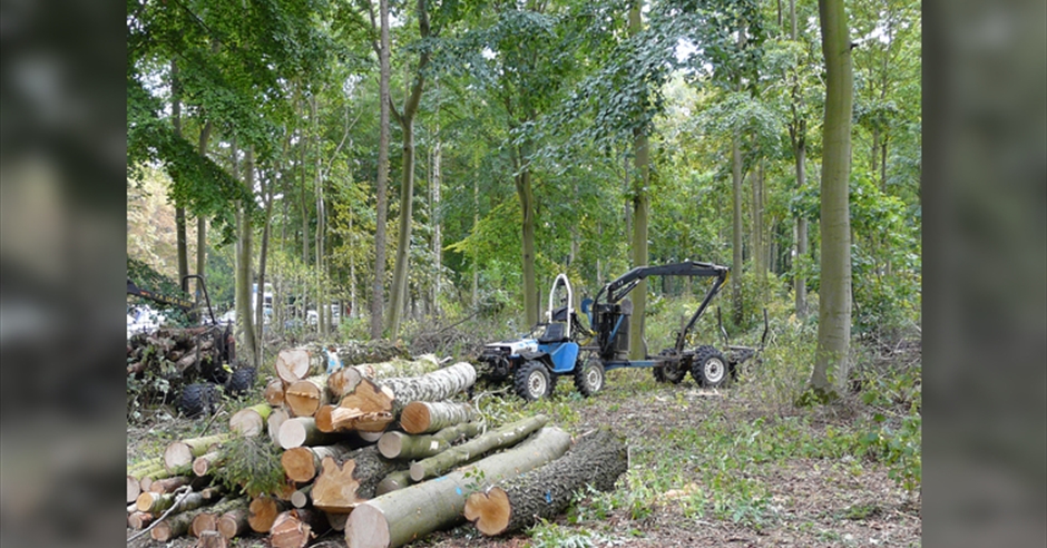 Planting and Managing a Woodland