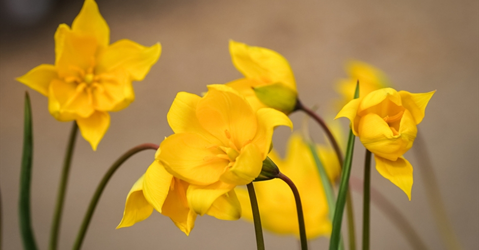 'Spring Bulbs' - Botanical Art Class with Penny Sanderson