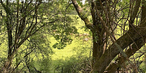 Wild Foxes Forest School Summer Holiday Session 1