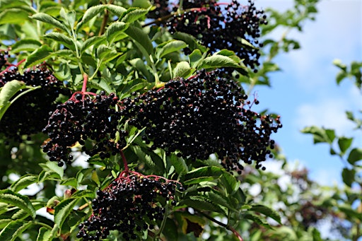 What You Wish Your Mother Taught You About Herbal Medicine
